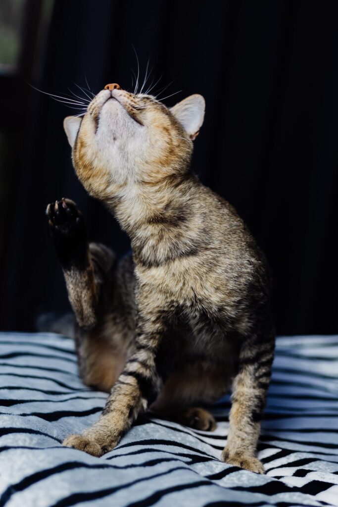 Зуд у кошки: причины, диагностика и лечение на дому