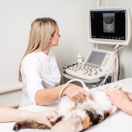 Cat-getting-ultrasound