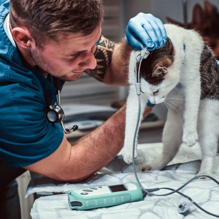 Cat on a medical examination at a veterinary clinic, measuring the blood pressure